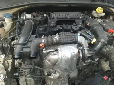C4 Cactus